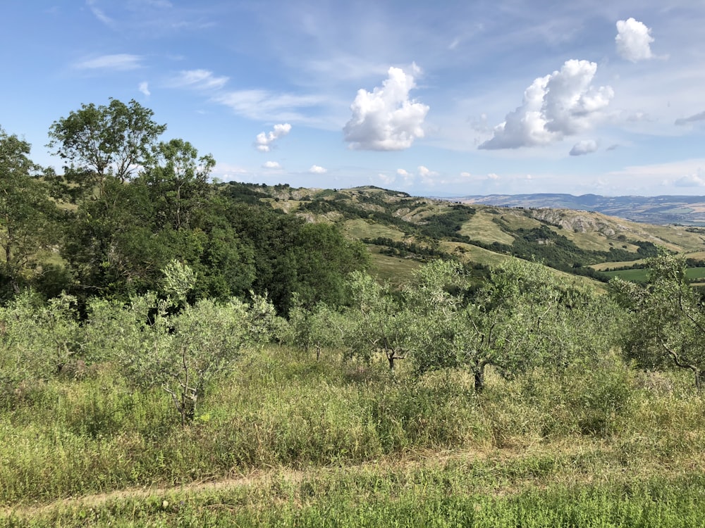 green trees