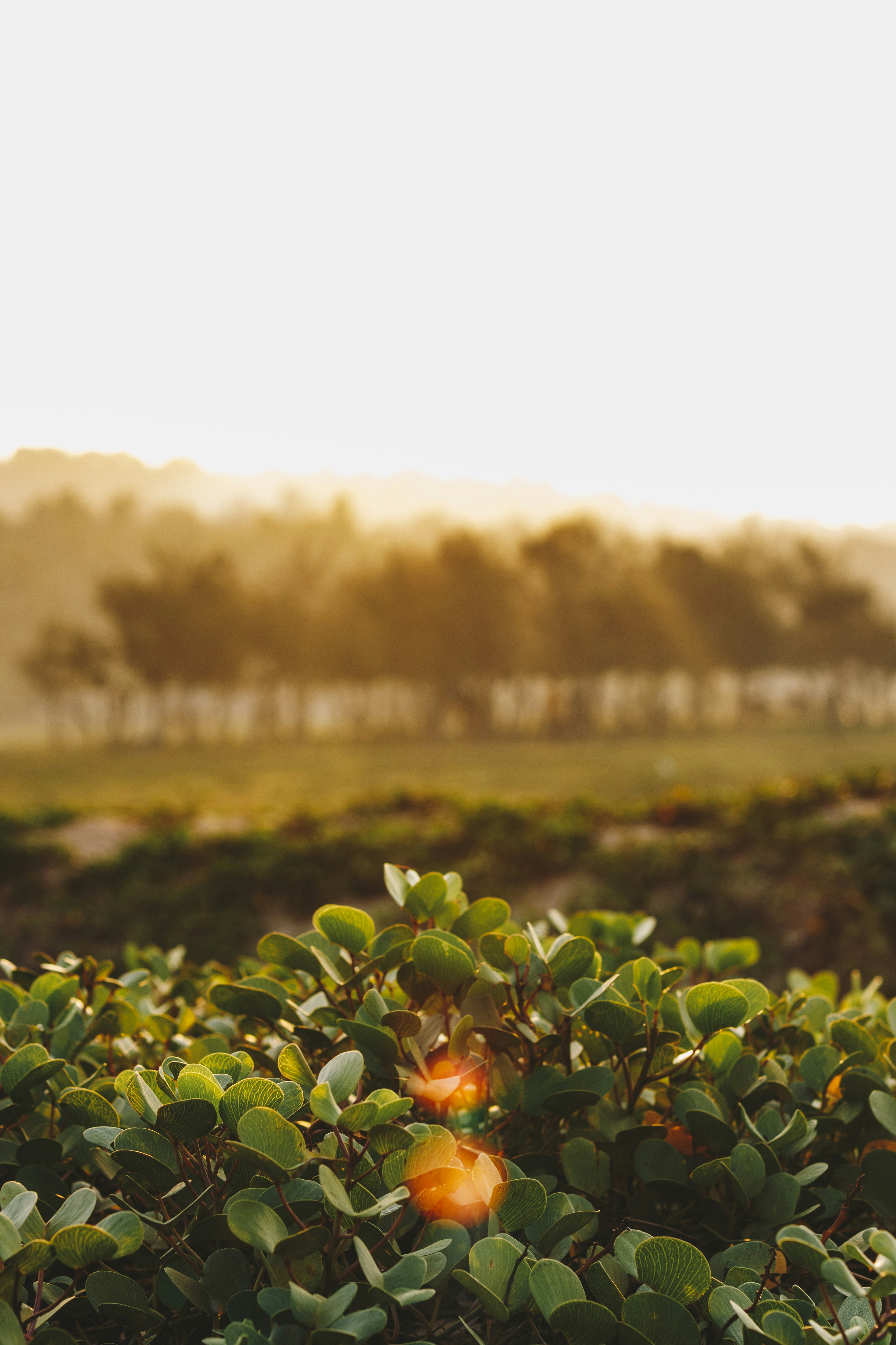 green-leafed plants during daytime
