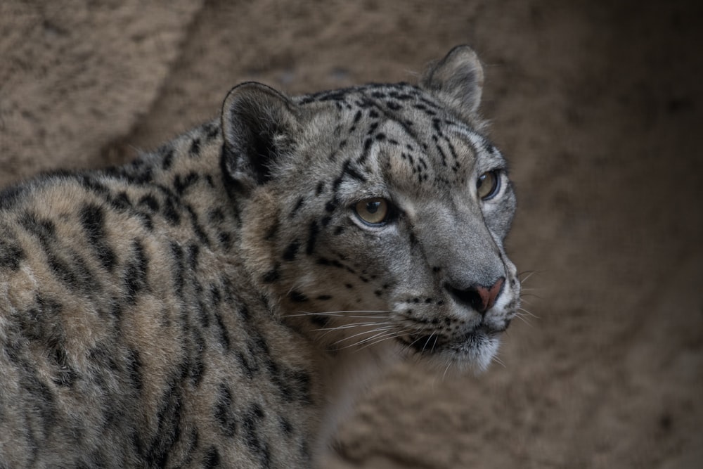 Selektive Fokusfotografie von Leoparden bei Tag