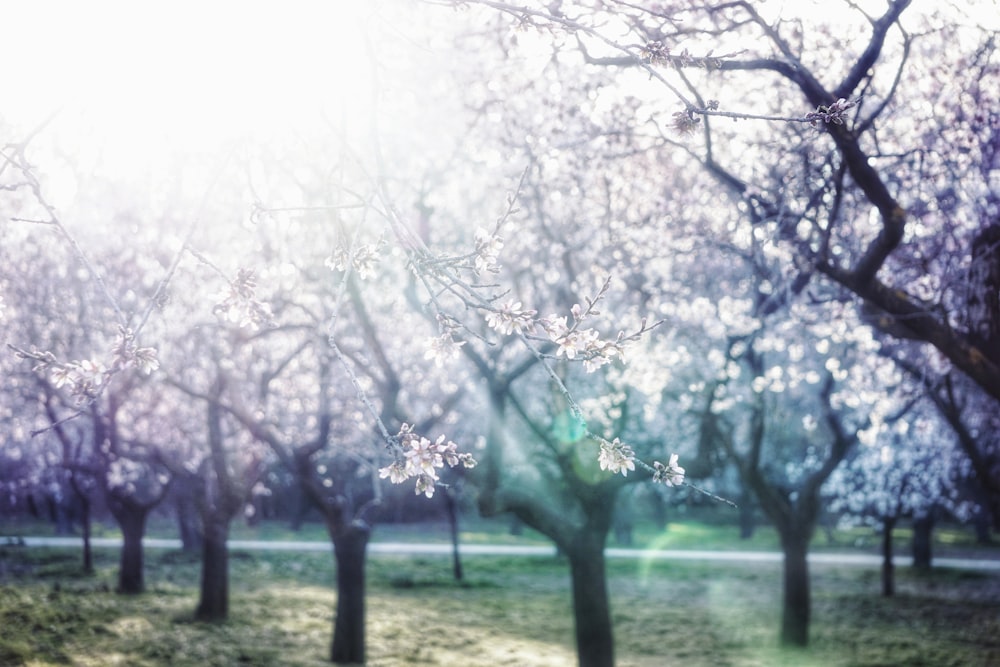 sunlight piercing through cherry blossom trees
