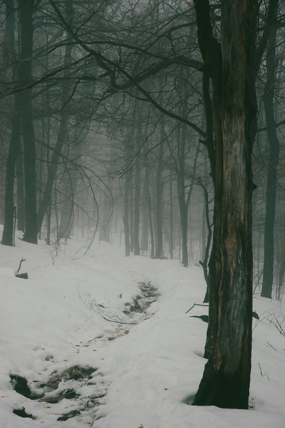 bare trees with snow