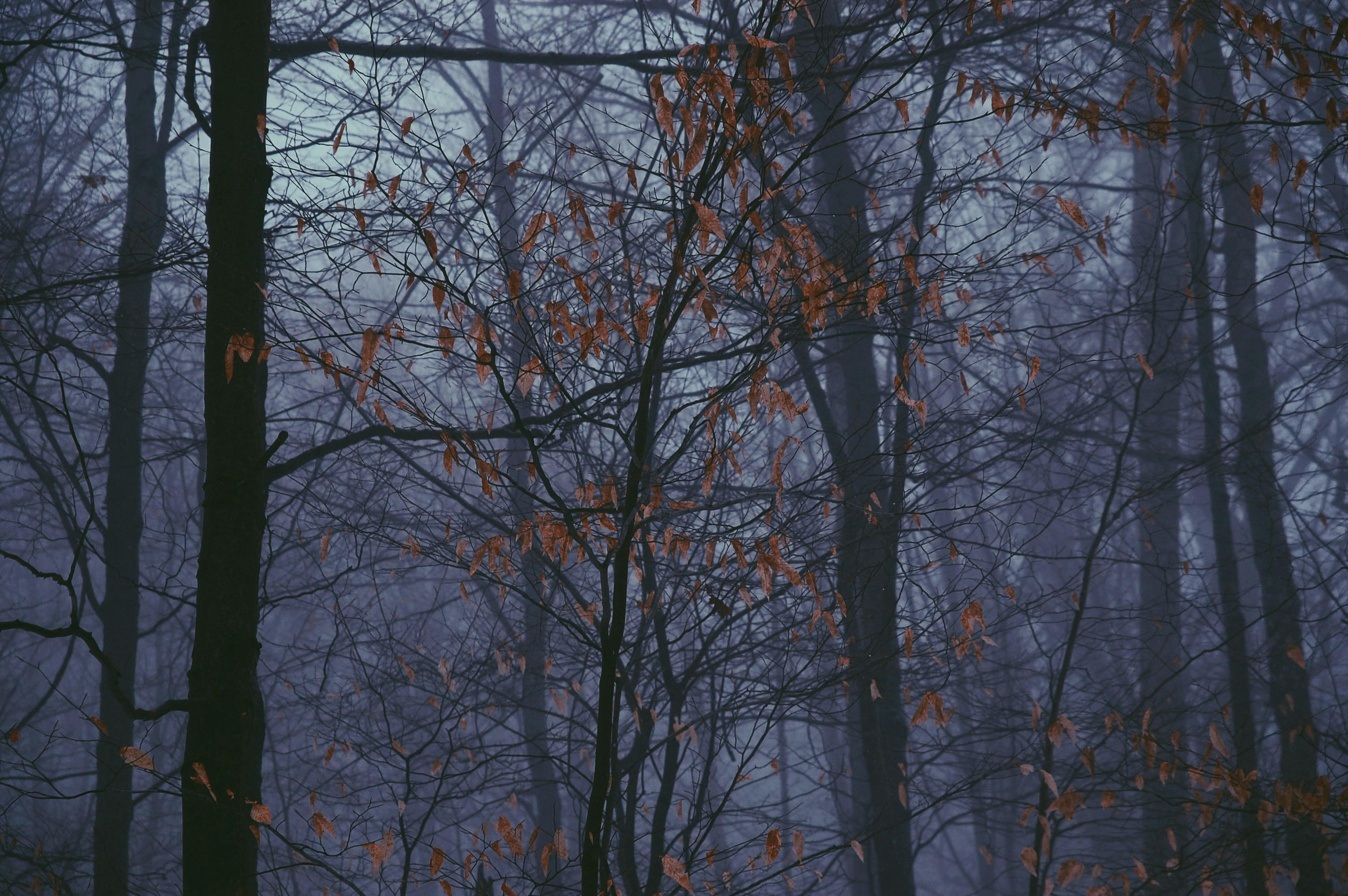 Photo by john_silliman