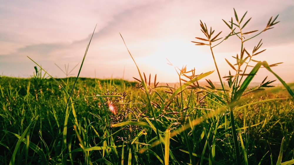 green grass field