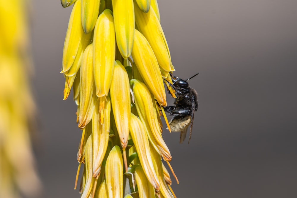클러스터 꽃에 꿀벌
