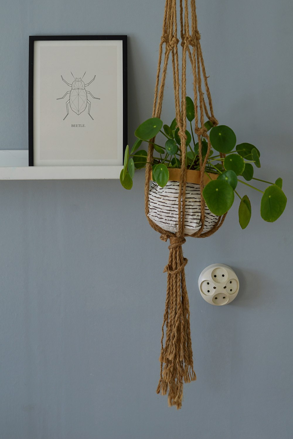 green ivy plant hanged near gray wall