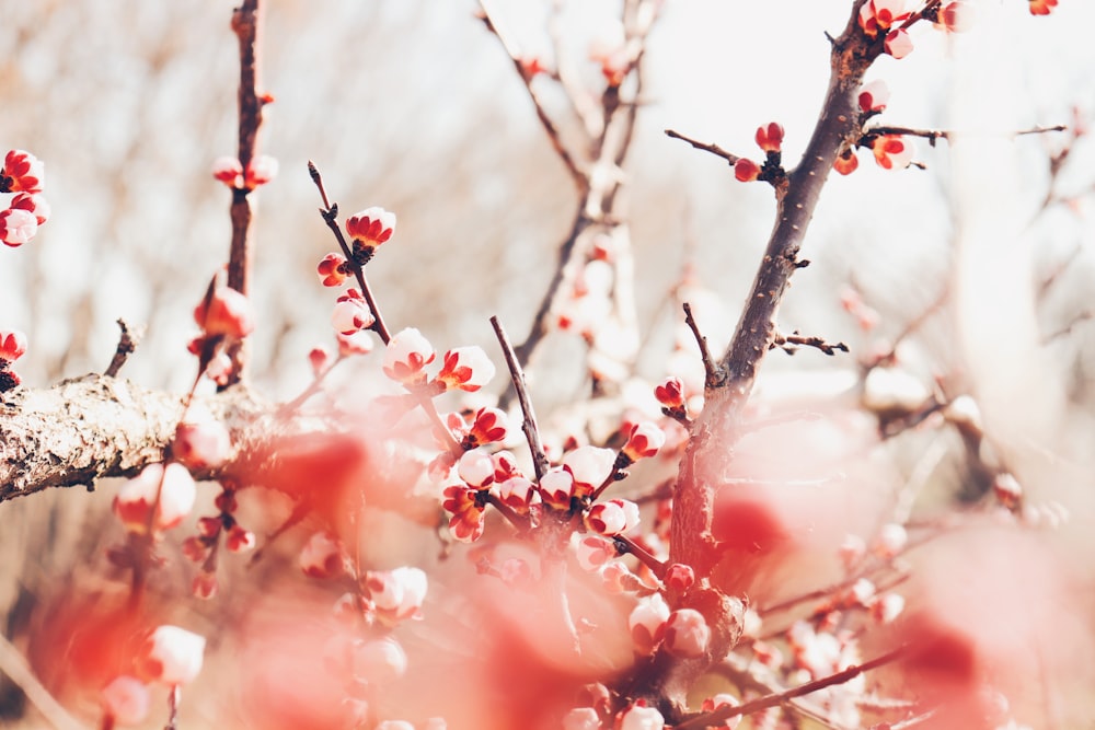 white-leafed tree