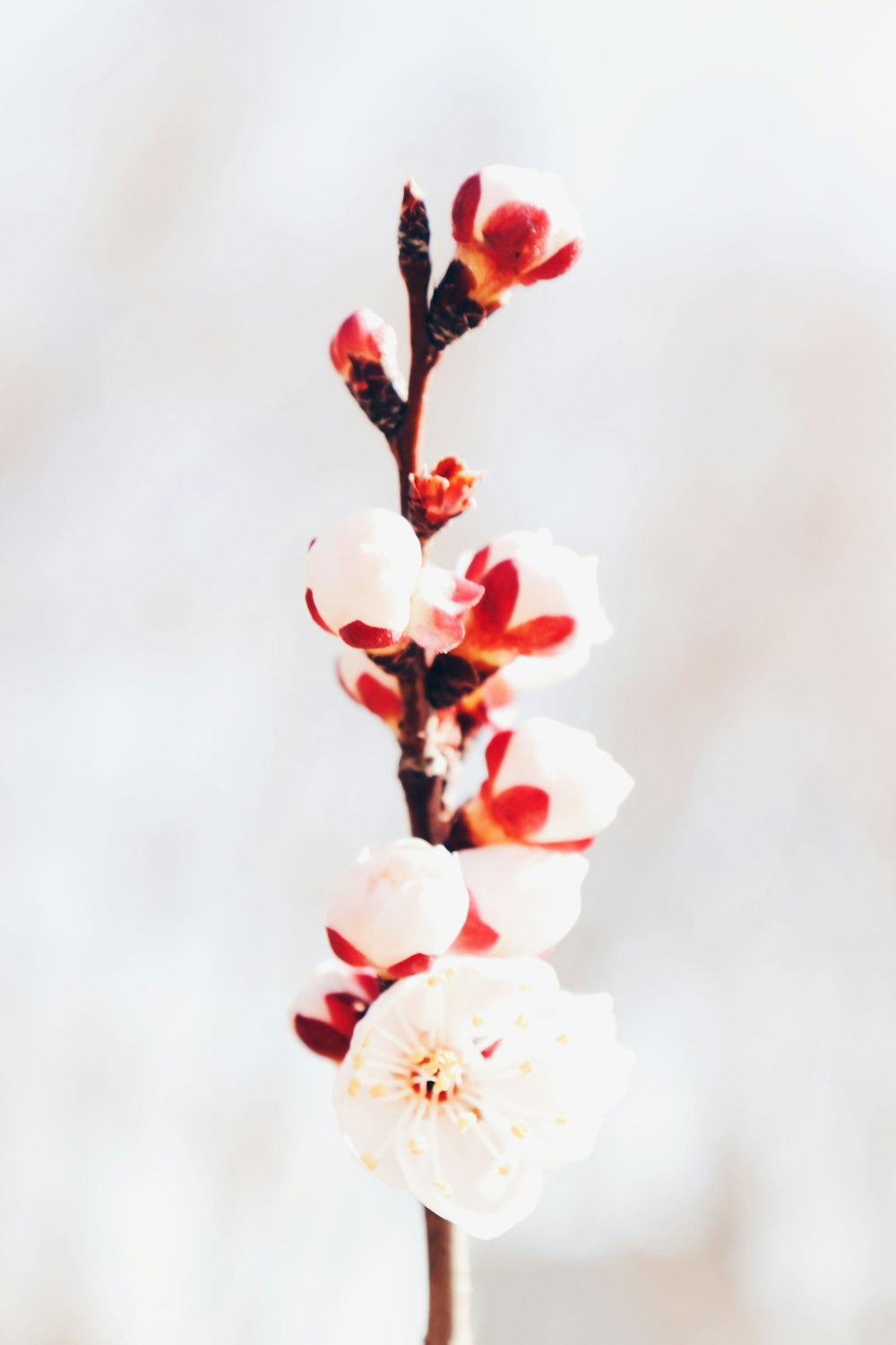 white and brown orchid