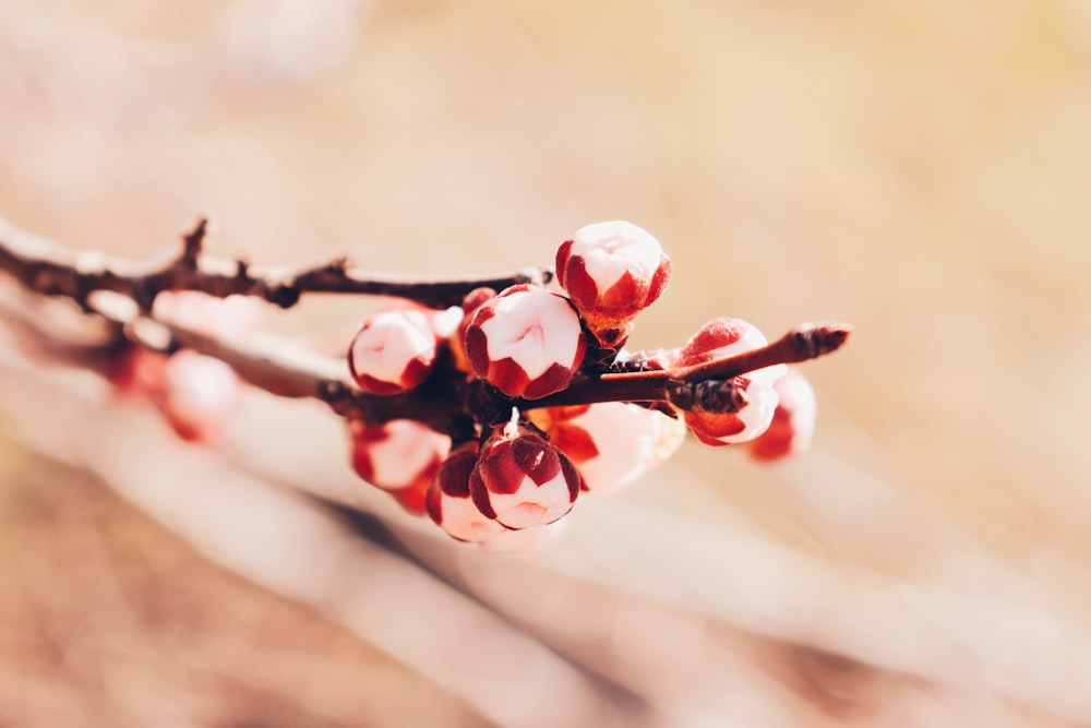 selective focus photography of red flowers