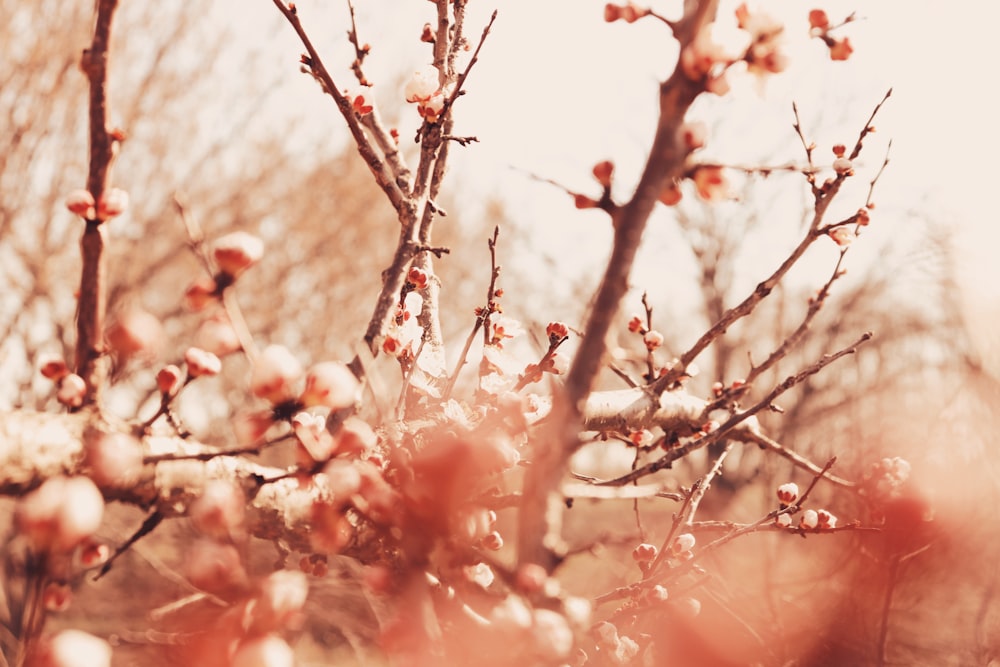 selective focus photo of cherry blossoms