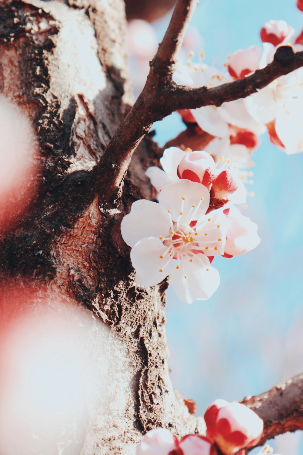 selective focus photo of cherry blossoms