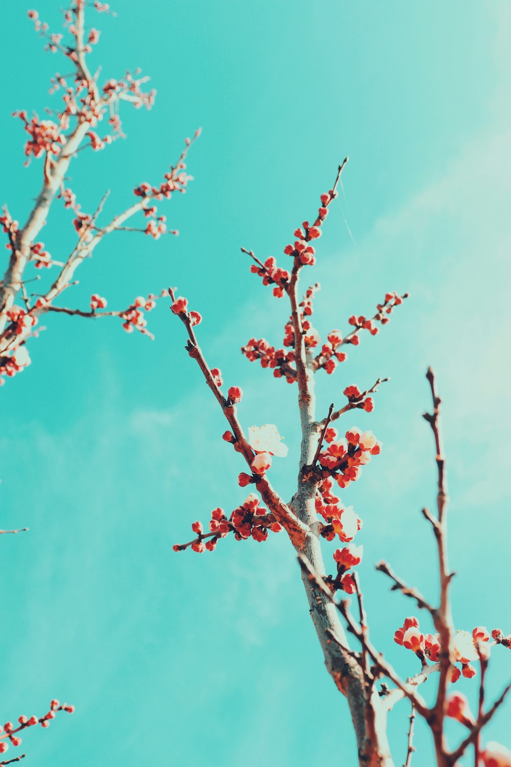 low angle photography of trees during daytime