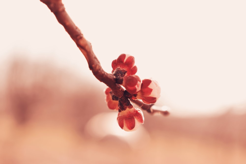 Photographie sélective de fleurs aux pétales roses