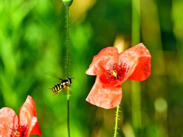 bee approaching red petaled flower