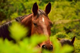Healthy livestock environment showing reduced fly presence
