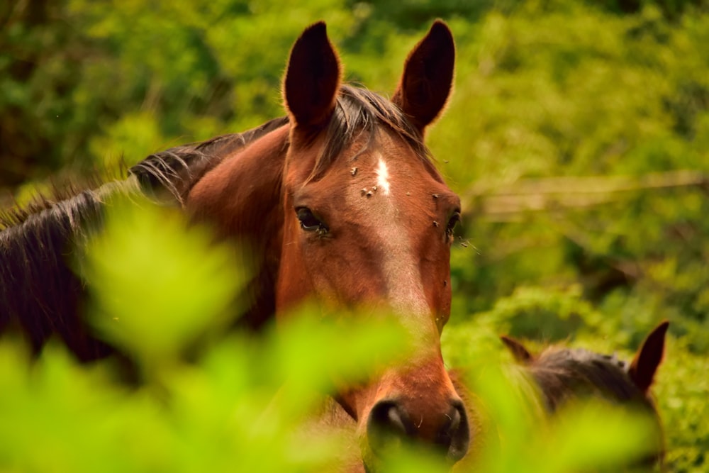 brown horse