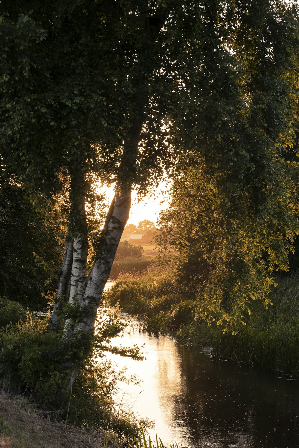 body of water between trees