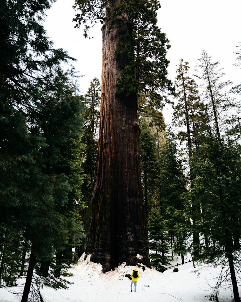 person standing on front of tall brown tree