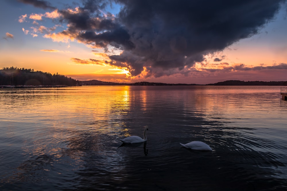 two white swans under nimbus clouds