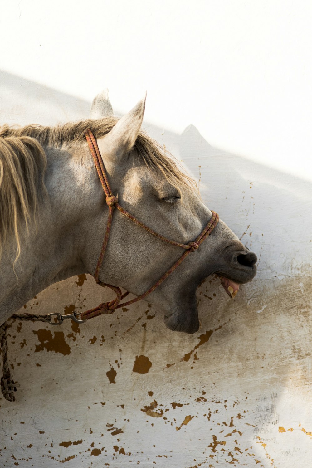 brown and black horse