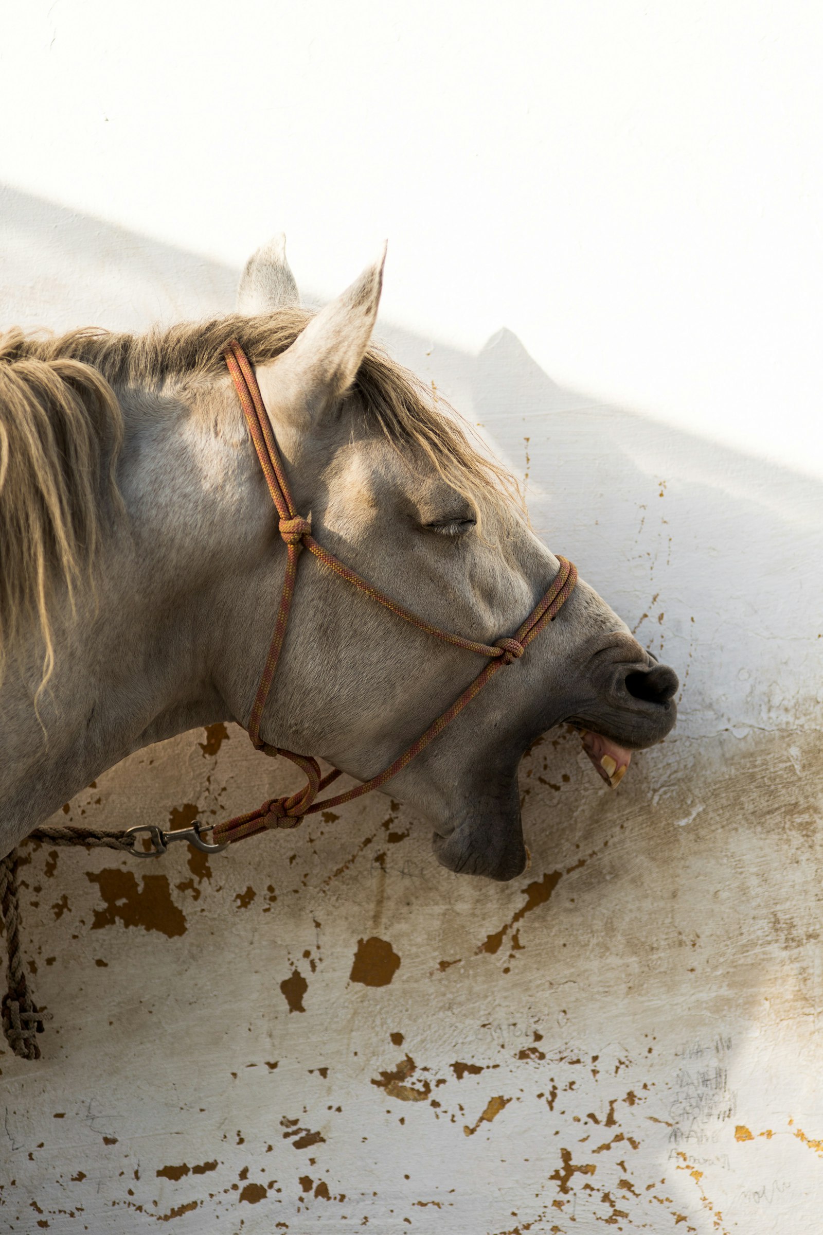 ZEISS Makro-Planar T* 100mm F2 sample photo. Brown and black horse photography