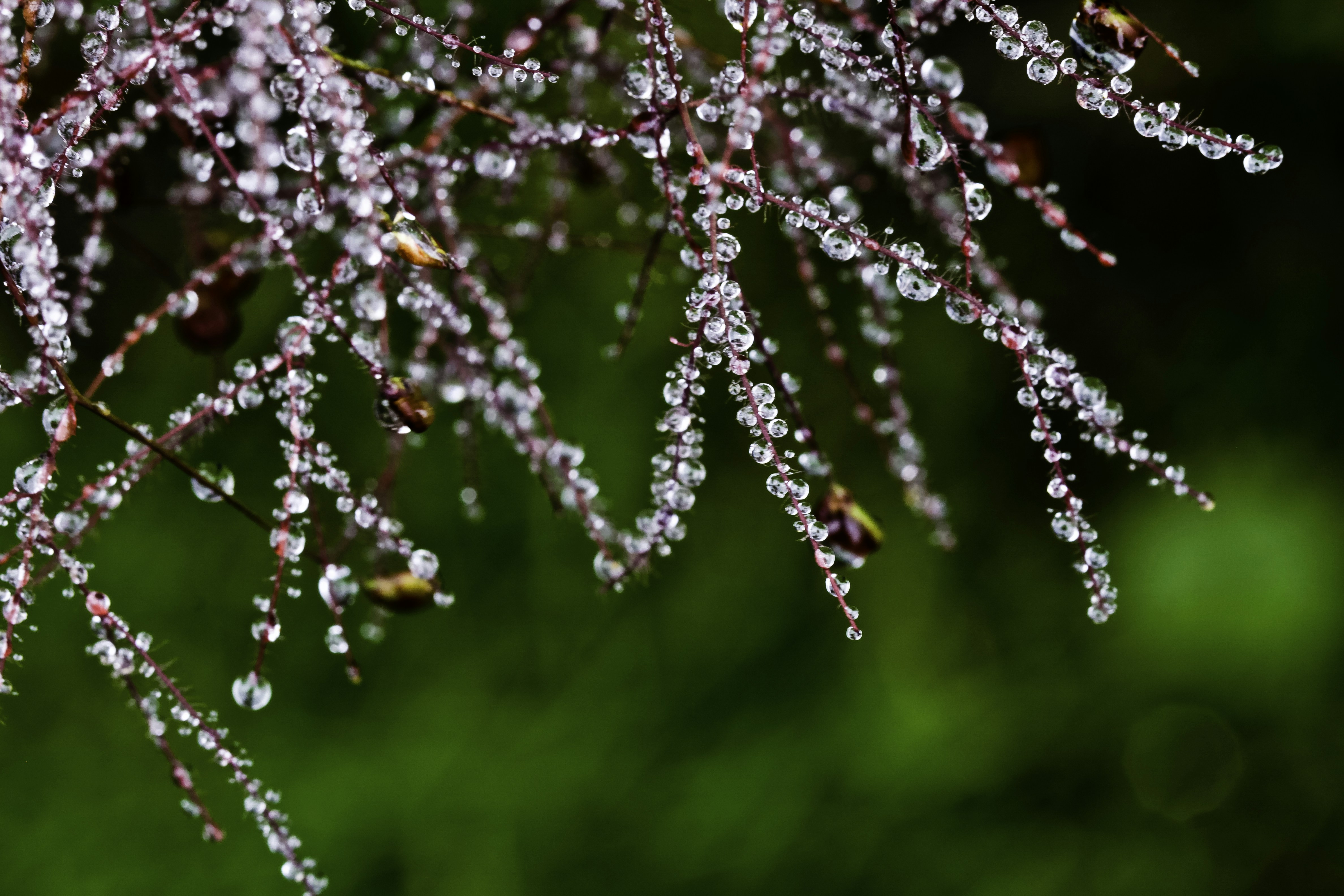 Photo by ronwhitaker