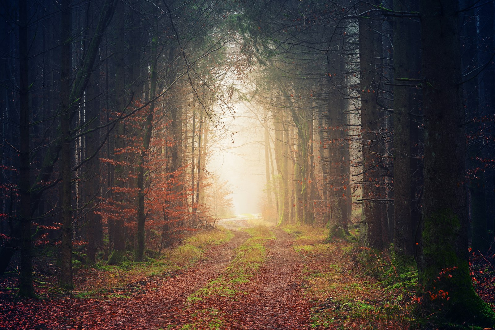 Sony a7 + Tamron 18-270mm F3.5-6.3 Di II PZD sample photo. Forest during daytime photography