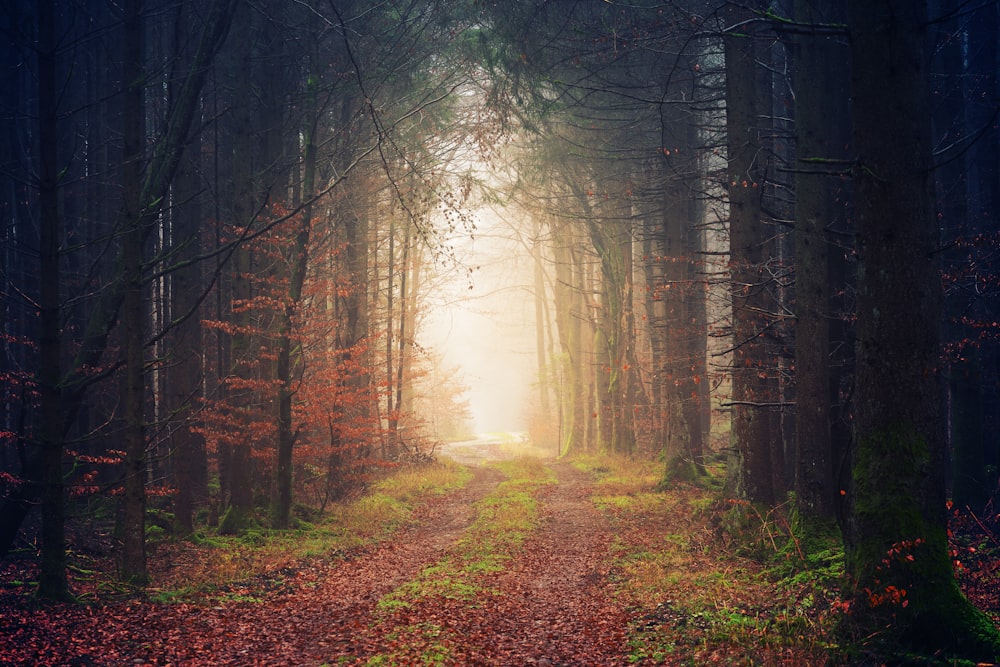 forest during daytime