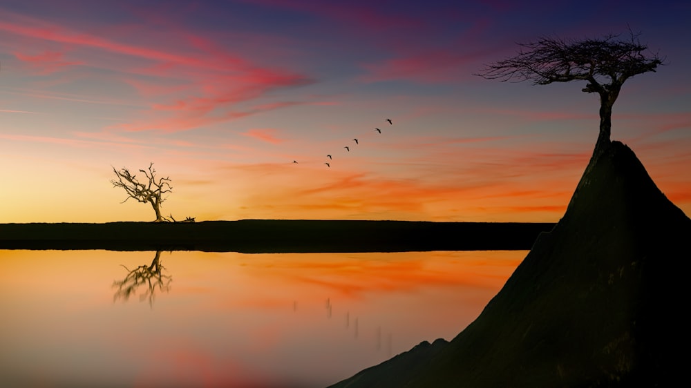 silhouette photography of tree