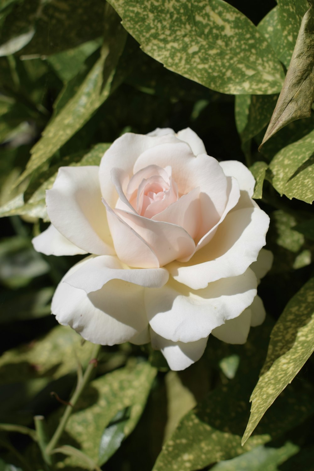 flor de rosa blanca