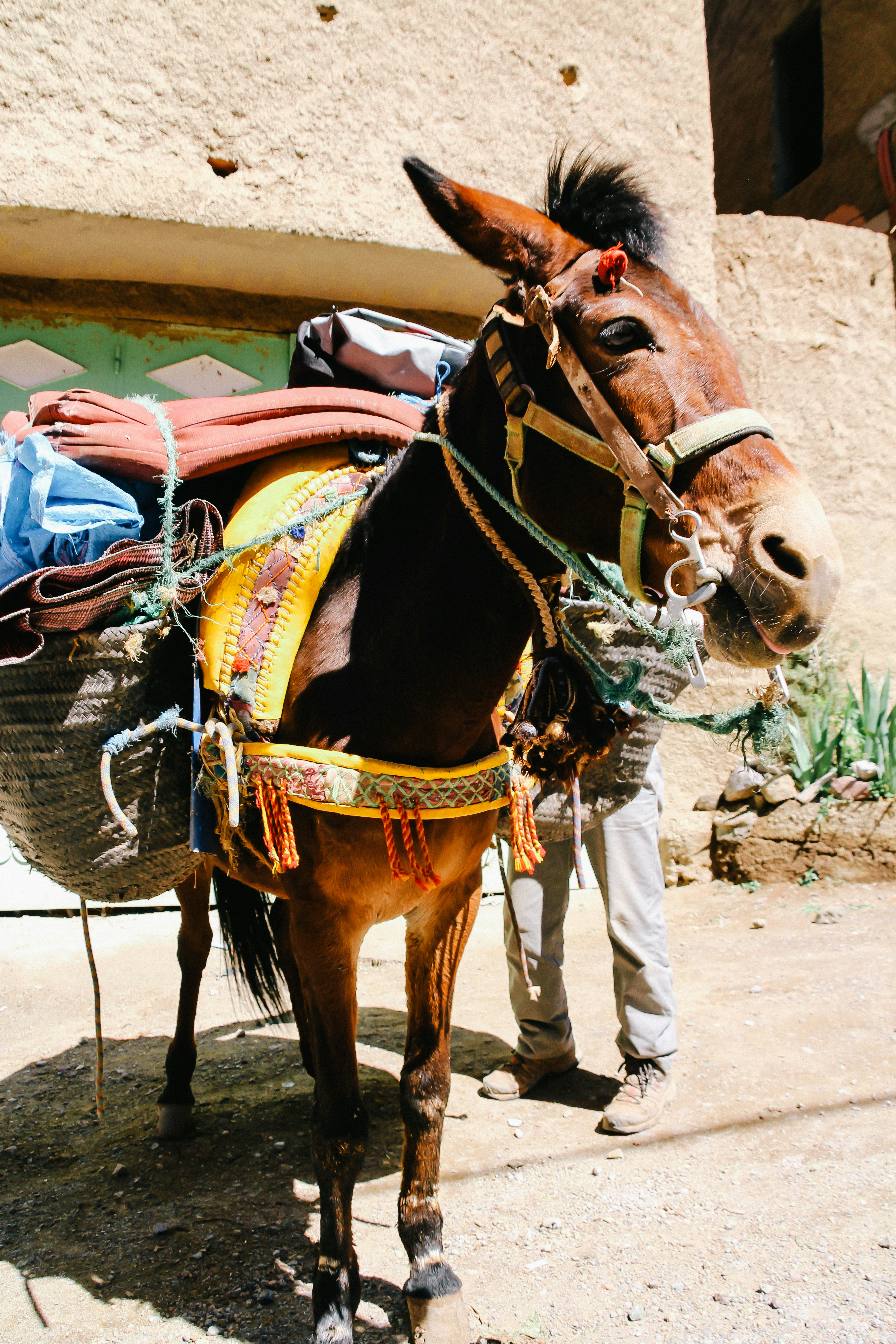 brown horse during daytime