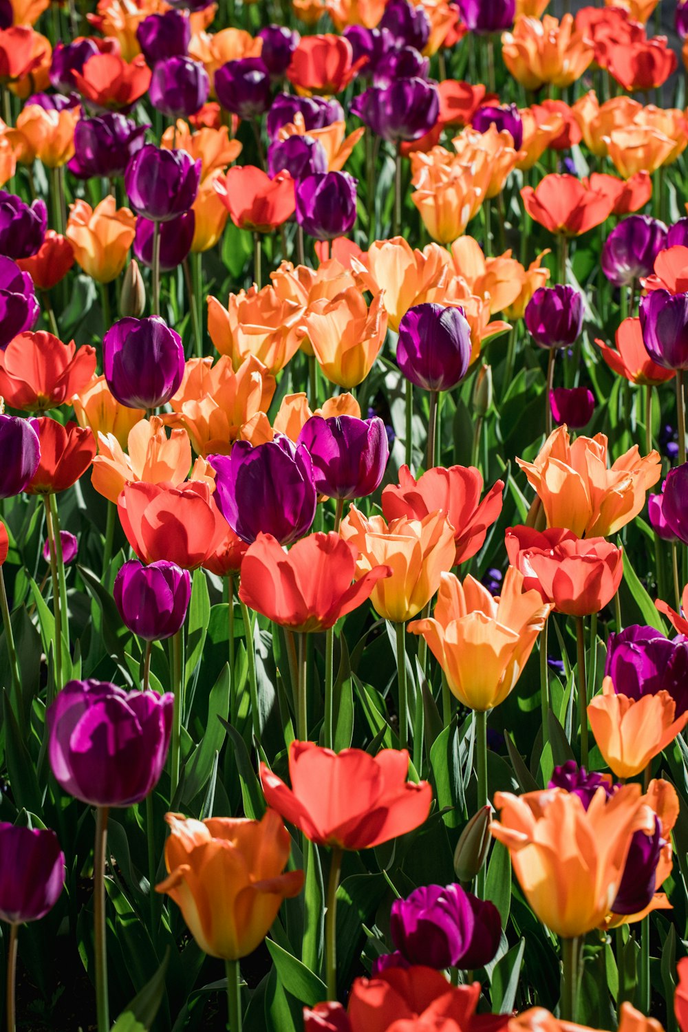 a bed of colorful tulips