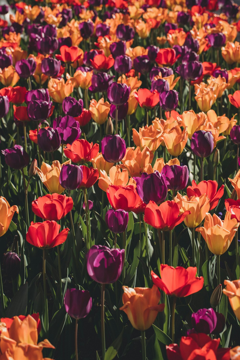 colorful bed of tulips