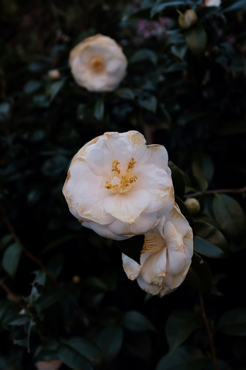 close-up photography of white petaled flower