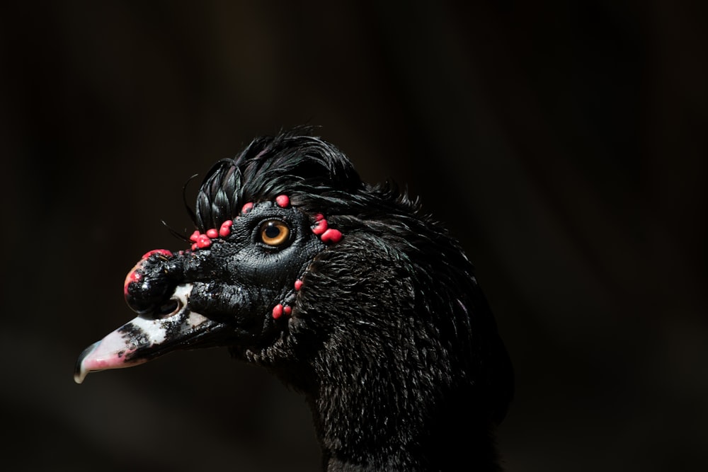 Selektives Fokusfoto der schwarzen Ente