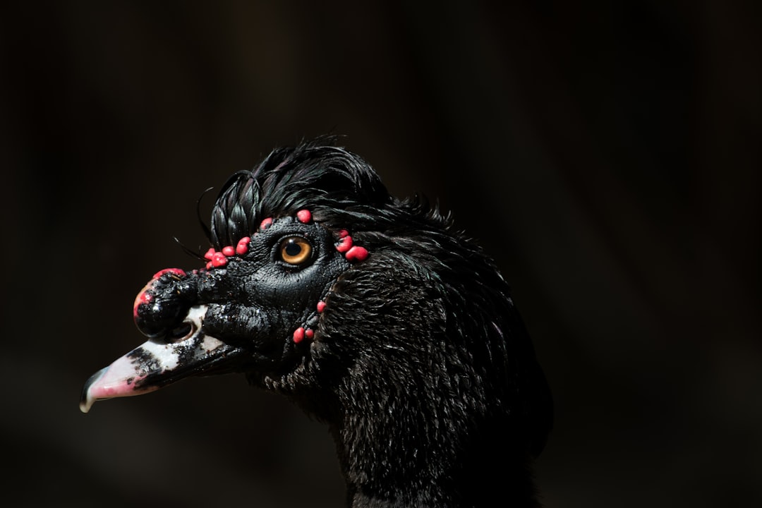 selective focus photo of black duck