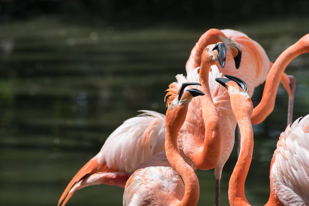 a flock of pink flamingos