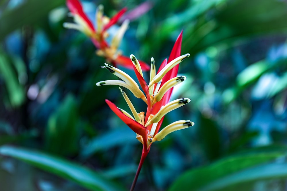 Fotografía de enfoque selectivo de flores de ave del paraíso