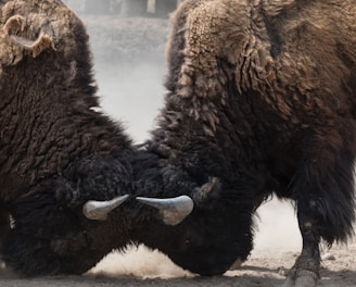 two bisons fighting head