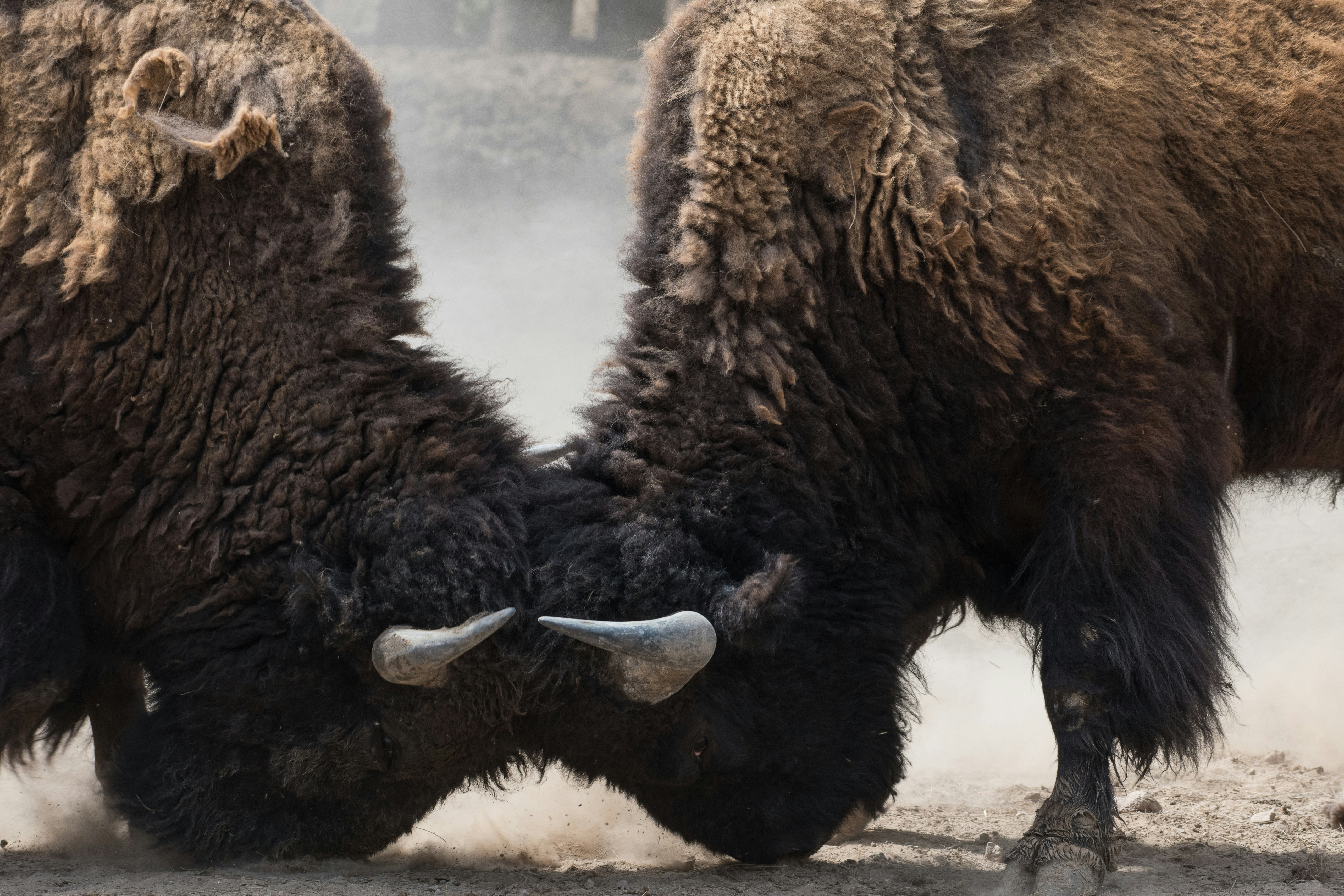 Passionate photographers have captured the most gorgeous animals in the world in their natural habitats and shared them with Unsplash. Now you can use these photos however you wish, for free!