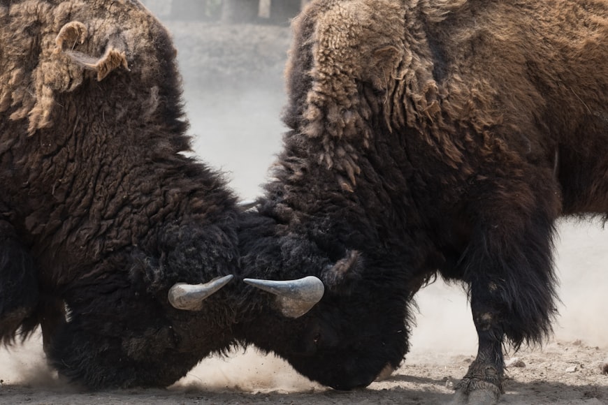 two bisons fighting head photo.