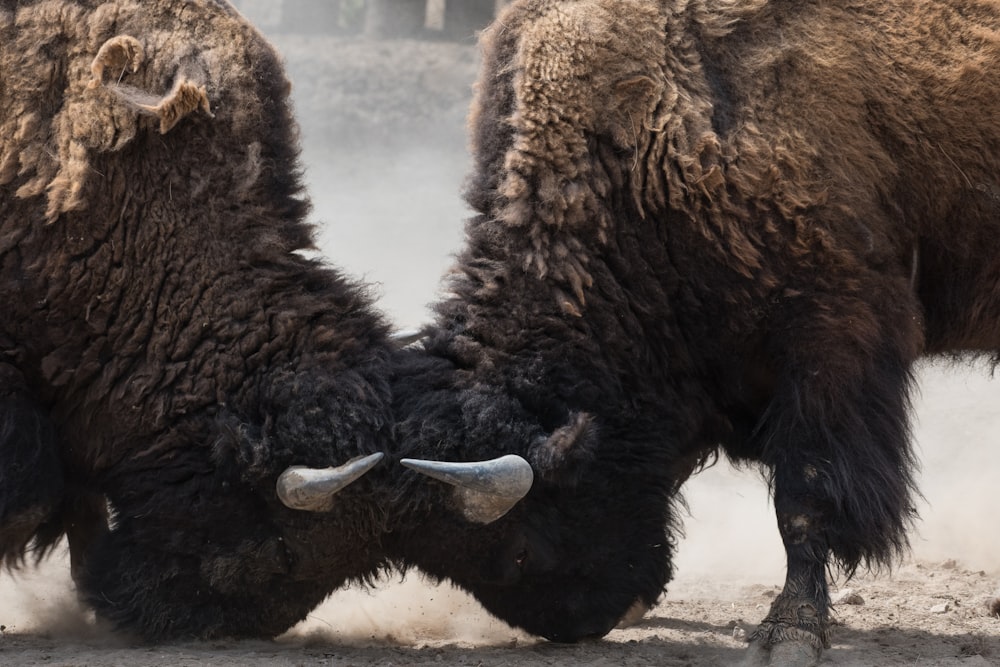 two bisons fighting head