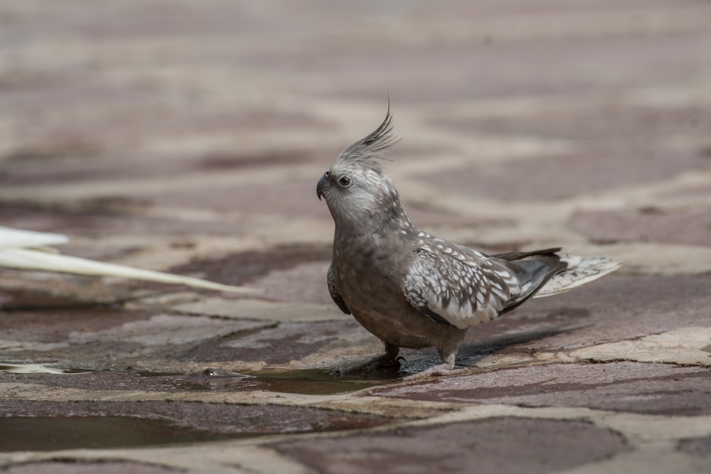 Cacatua grigio