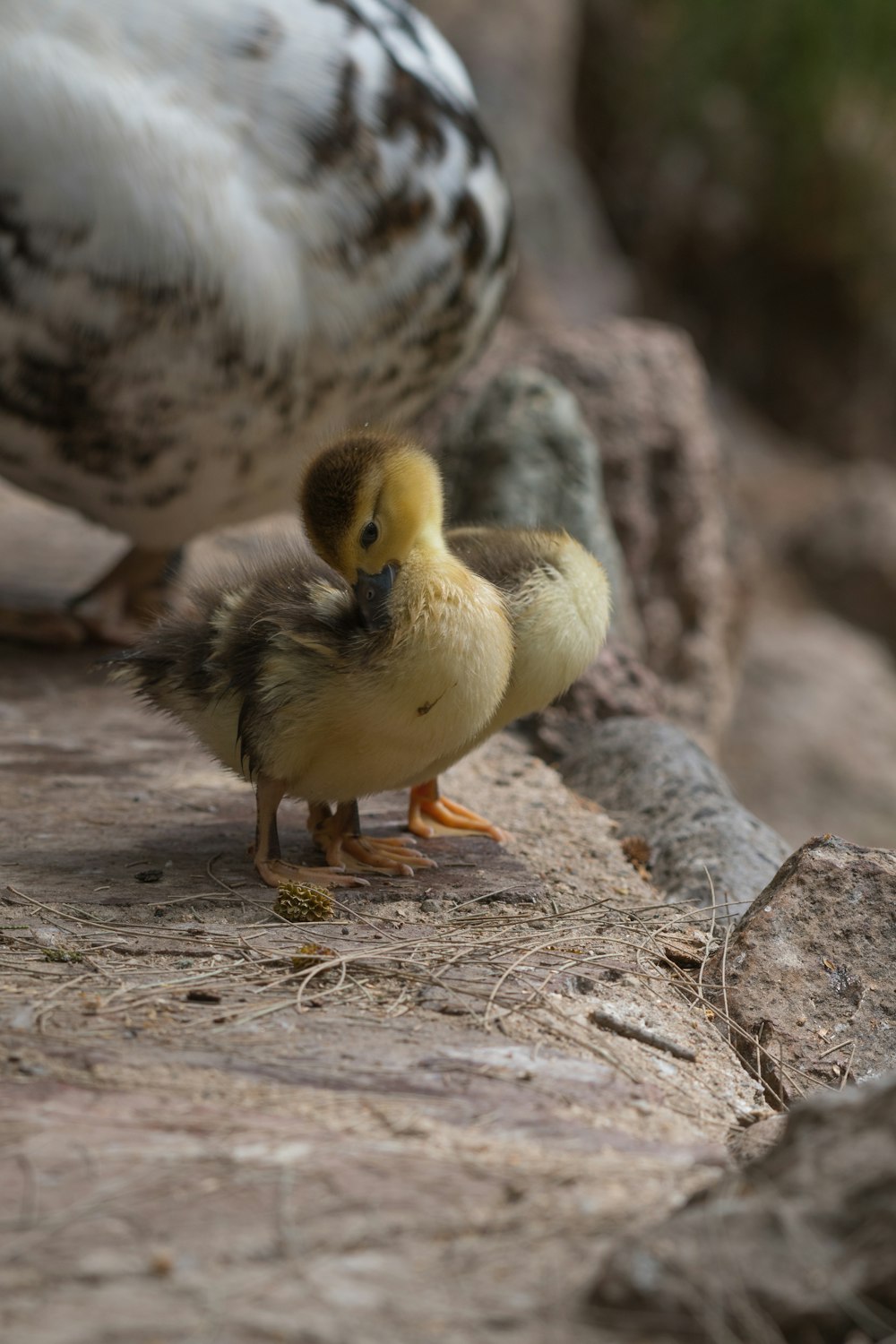 two yellow ducklings