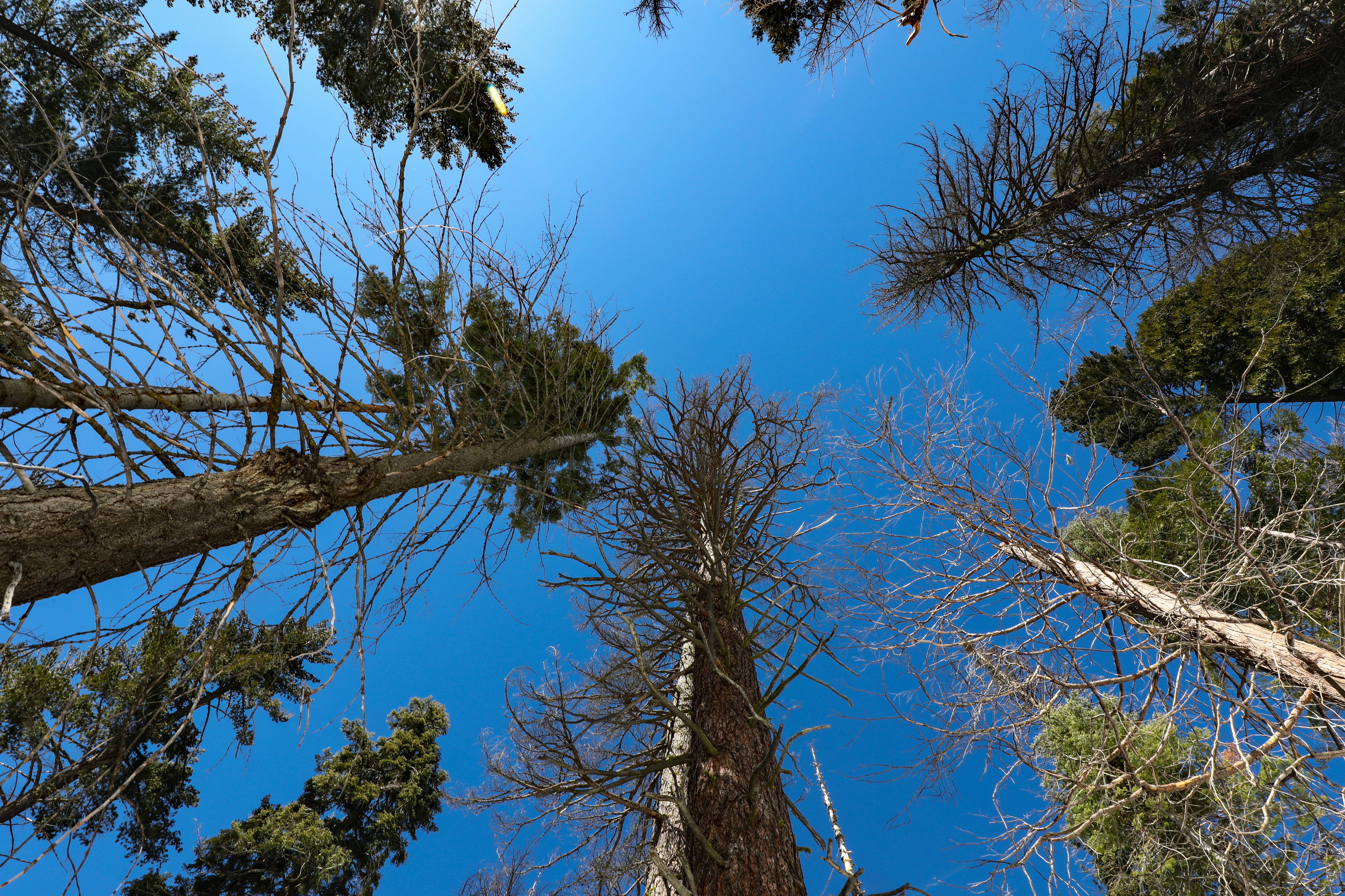 low angle photo of tall trees