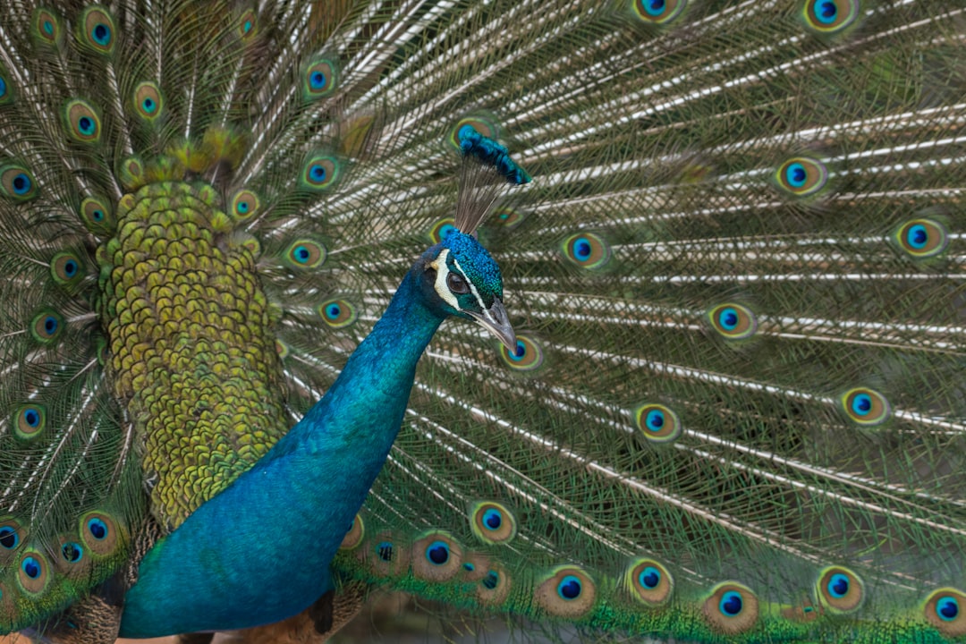 blue and brown peacock painting