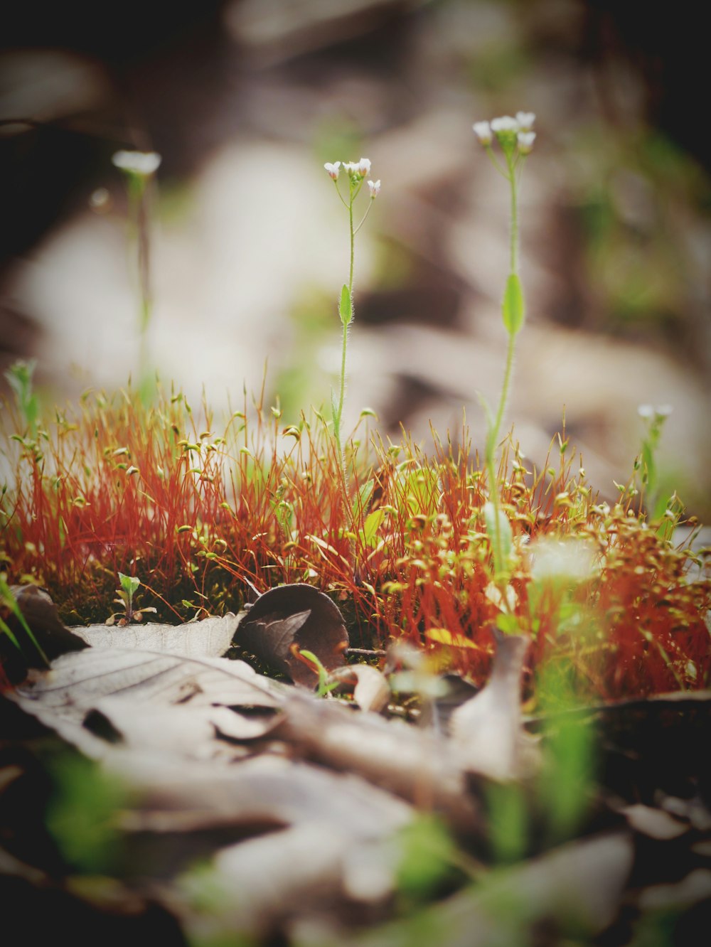 shallow focus photography of green-leafed plant