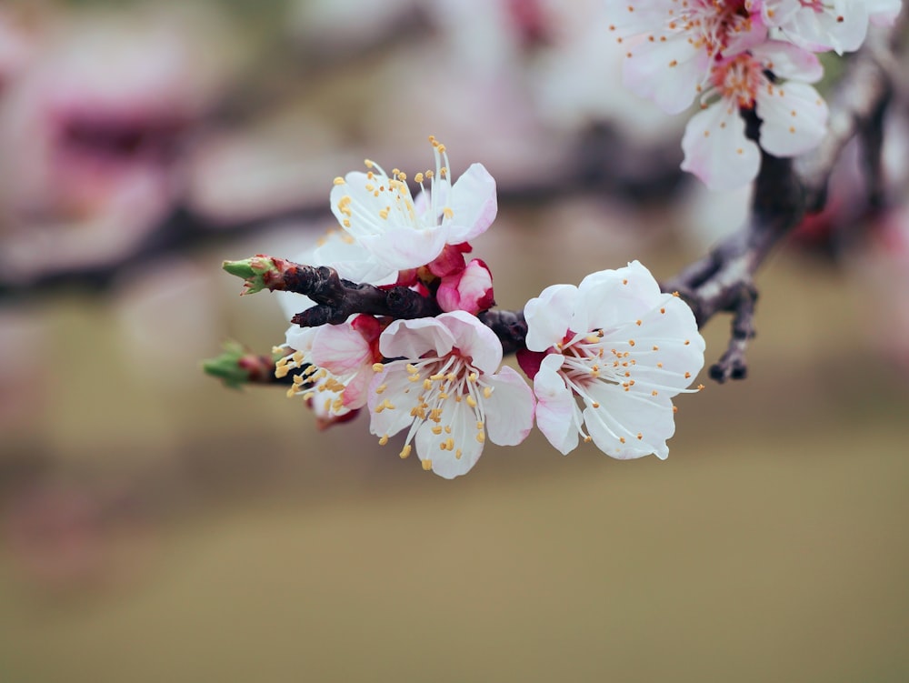 selective focus photography of white and red cherry blossom