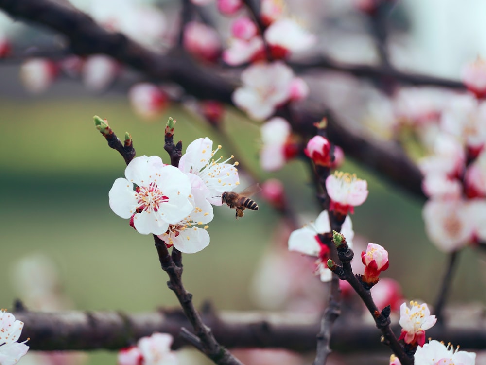 selective focus photography of white and pink flowers