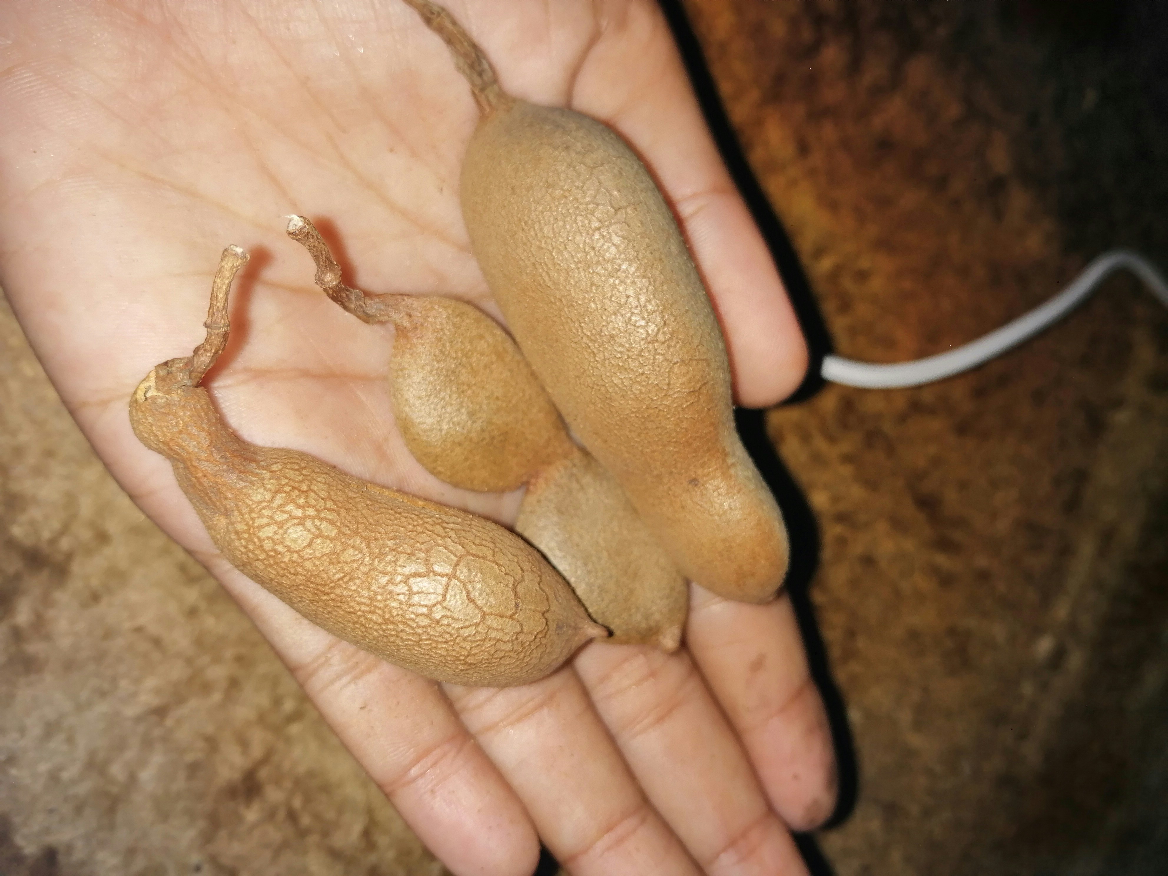 Fresh tamarind pods and seeds on wooden surface, warm brown tones, natural lighting