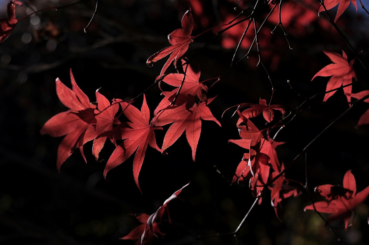 福壽山農場轉紅的楓葉特寫